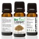 Caraway Essential Oil - 100% Pure Therapeutic Grade - Best For Aromatherapy -  Soothe Muscle Ache, Boost Blood Circulation