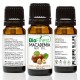 Macadamia Organic Oil - 100% Pure Cold-Pressed -  Premium Quality - Rich in Omega 6/7/Vitamin E - Best For Hair and Skin Health
